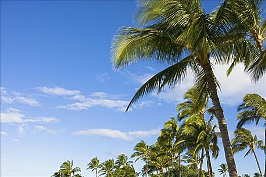 夏威夷,瓦胡岛,棕榈树,蓝天,云