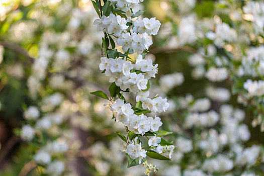 山梅花