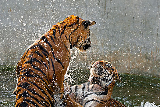 虎,玩,水中,印度支那老虎,泰国