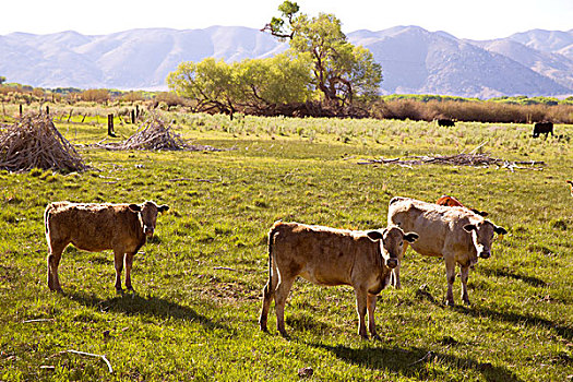 母牛,牛,放牧,放松,加利福尼亚,草地