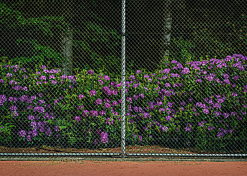杜鹃花属植物,花,靠近,网球场