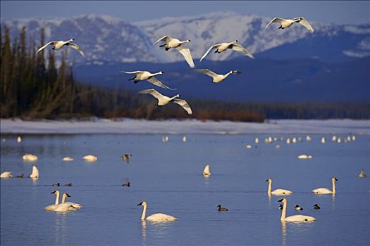 野天鹅,苔原,天鹅,休息,湿地,湖,迁徙,北方,育空地区,加拿大,合成效果