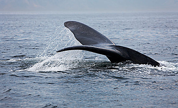 南露脊鲸,靠近,南非