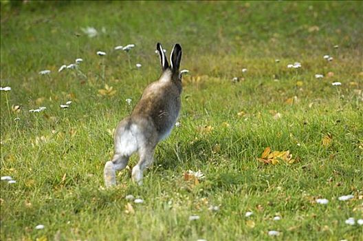 德克萨斯,东部棉尾兔,兔子,玩比赛兔子,跳跃,复古万亩大草原万亩大