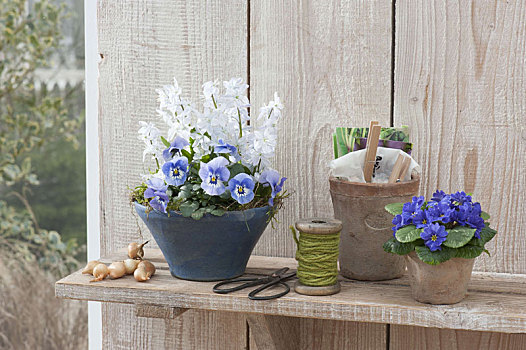 蓝色,器具,角堇,绵枣儿属植物