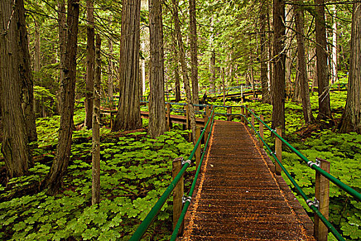 人行道,铁杉,小树林,冰川国家公园,不列颠哥伦比亚省