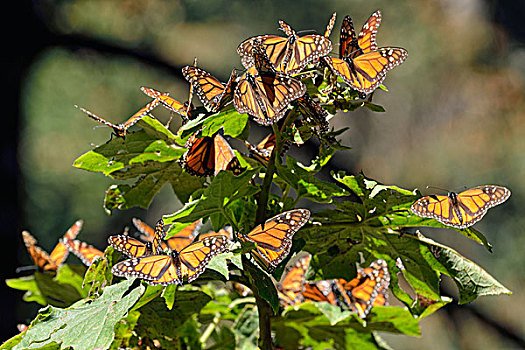 黑脉金斑蝶,冬天,区域,罗萨里奥,生物保护区,米却阿肯州,墨西哥,北美