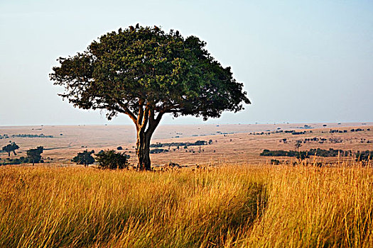 一个,刺槐,草原,马赛马拉,肯尼亚