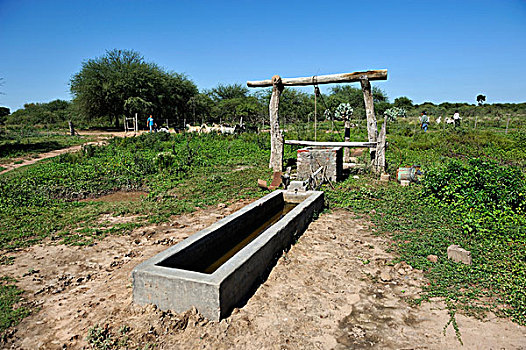 牛,浇水,院子,家庭,奶奶,查科,圣地亚哥,省,阿根廷,南美