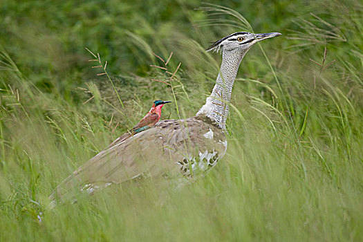 博茨瓦纳,乔贝国家公园,深红色,食蜂鸟,灰颈鹭鸨,萨维提,湿地