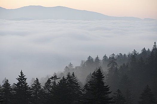 雾状,树林,早晨