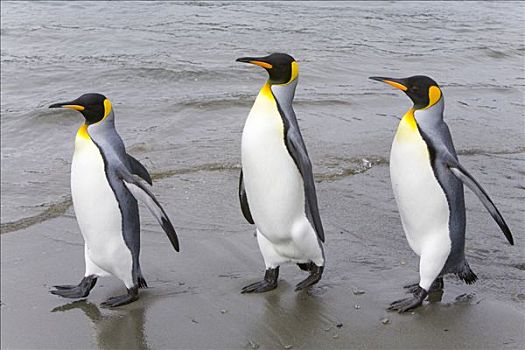 帝企鹅,成年,走,一起,海滩,早,秋天,南乔治亚,南大洋,南极辐合带