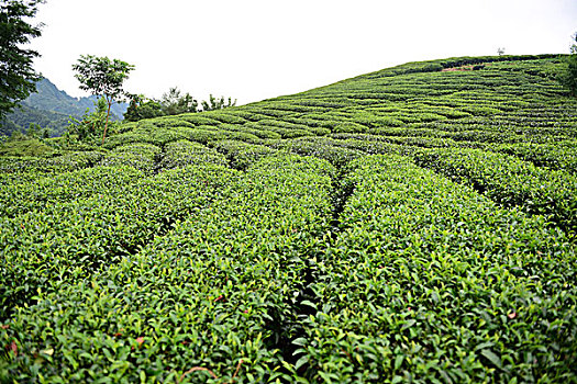 茶园茶叶风景