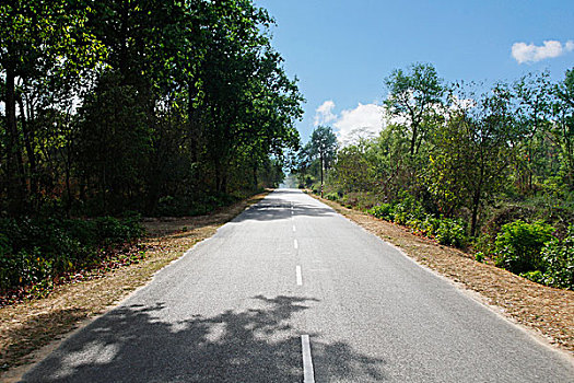 道路,通过,树林,国家公园,北阿坎德邦,印度
