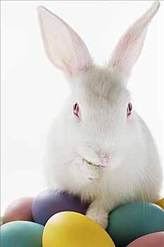 兔子,彩色,蛋