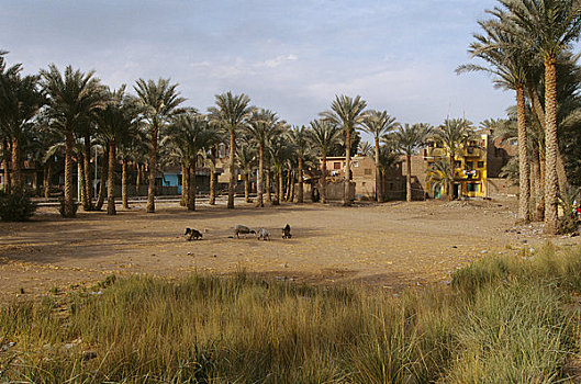 埃及,开罗附近,孟斐斯,绵羊