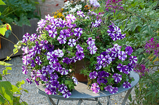 矮牵牛花属植物,紫色,星,桌上
