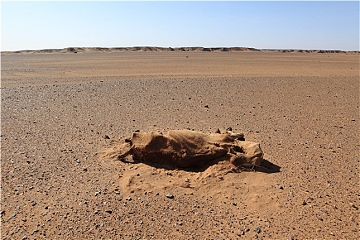 死,撒哈拉沙漠
