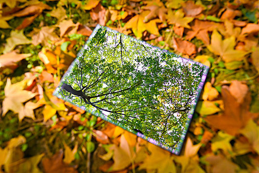 秋天地面落叶上的镜子,创意摄影