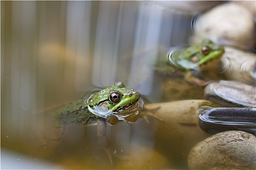 两个,池蛙,水塘