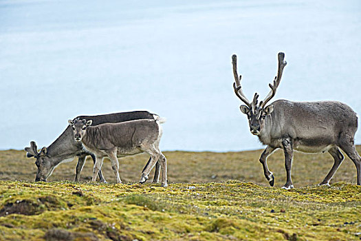 挪威,斯匹次卑尔根岛,斯瓦尔巴特群岛,驯鹿,驯鹿属,小,母牛,幼兽,饲料,苔原,植被