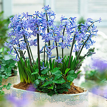 蓝色,常春藤,花盆