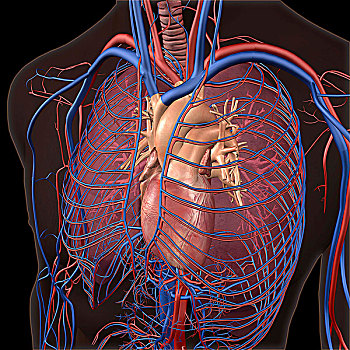 循环系统,心脏,肺,室内,透明,胸部,黑色背景,背景
