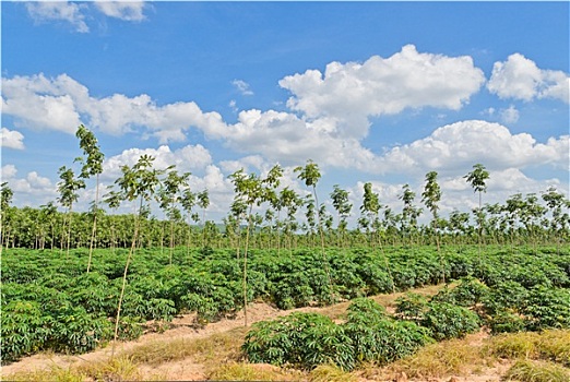 风景,农田,泰国