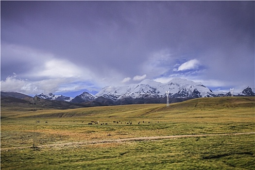 雪山,草原,高原,西藏