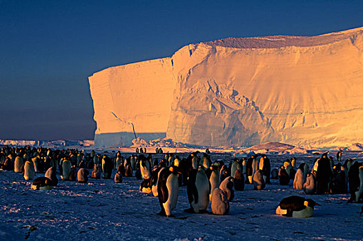 南极,帝企鹅,生物群,扁平,冰山,背景,子夜太阳