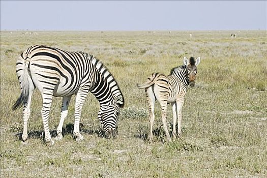斑马,马,埃托沙国家公园,非洲,纳米比亚