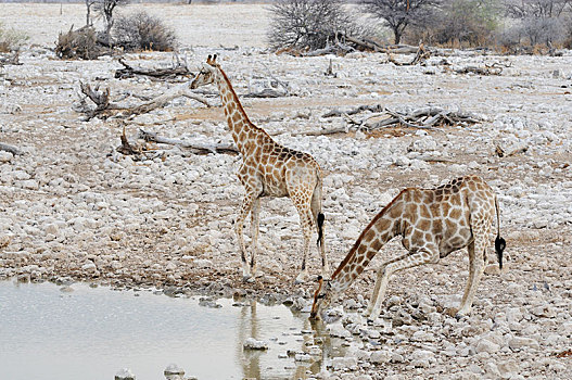 长颈鹿,水坑,埃托沙国家公园,区域,纳米比亚,非洲