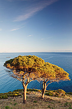 松树,海洋,靠近,厄尔巴岛,省,里窝那,托斯卡纳,意大利,欧洲