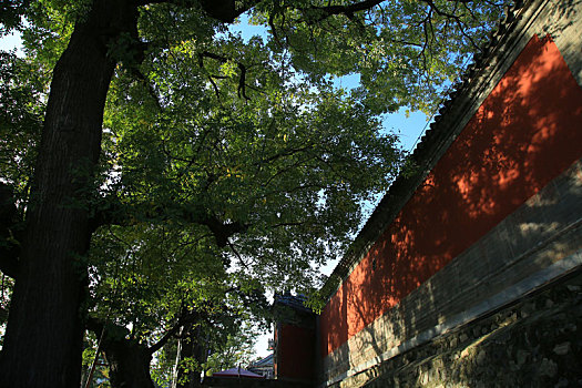 秋染大觉寺