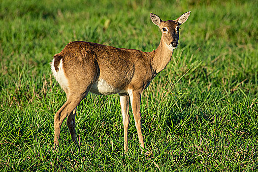 潘帕斯草原,鹿,雌性,潘塔纳尔,南马托格罗索州,巴西,南美