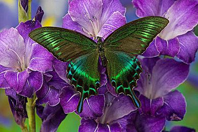 凤蝶科紫色稀有红色尾部热带青绿色翼bluebronzebutterflycaptive