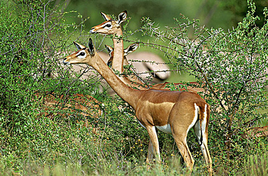 非洲瞪羚,瞪羚,长颈羚,女性,雌性,公园,肯尼亚