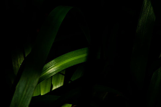 黑暗中的植物色彩