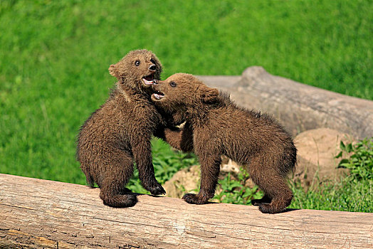 棕熊,两个,幼兽,玩,相互,俘获,巴登符腾堡,德国,欧洲