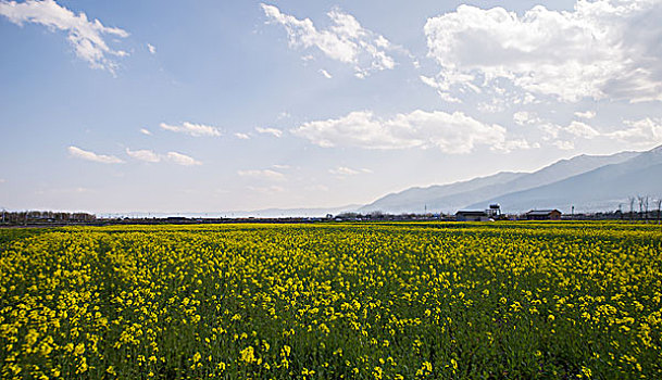 油菜花田