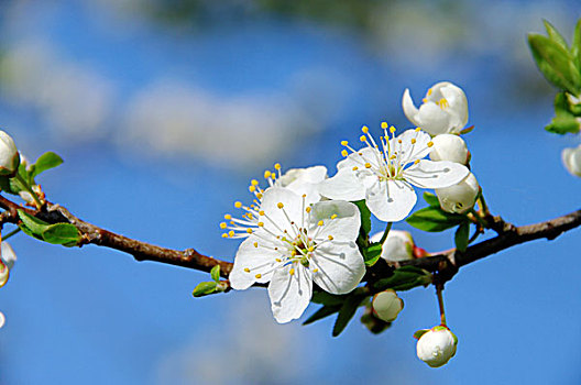 李子,花