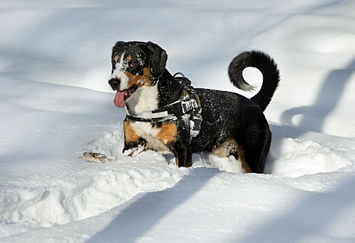 狗,初雪