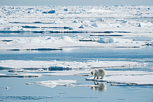 北极熊,两个,幼兽,水中,东北方,格陵兰,海岸,北极