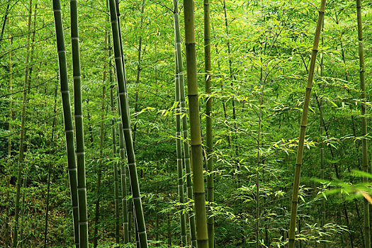 山上生长的成片竹子