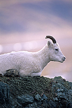 美国,阿拉斯加,野大白羊,母羊,德纳里峰国家公园