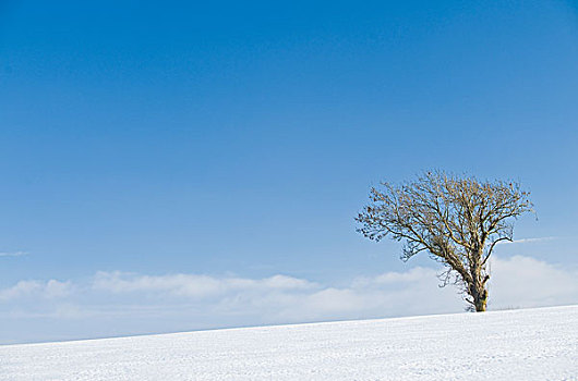 树,雪景