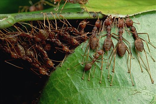 蚂蚁,群,抓,靠近,叶子,茎,下颚,脚趾,拉拽,一起,窝,马来西亚