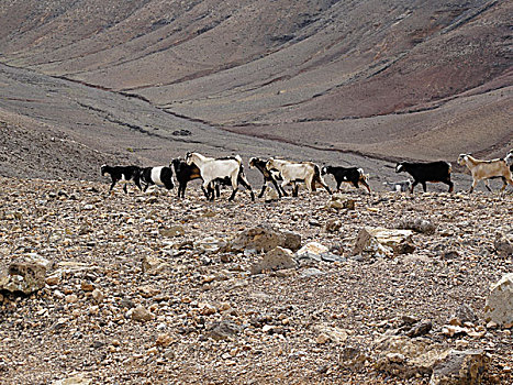 山羊,自然,兰索罗特岛,加纳利群岛,西班牙,欧洲