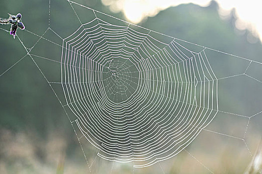 蜘蛛网,露珠,秋天,晨光