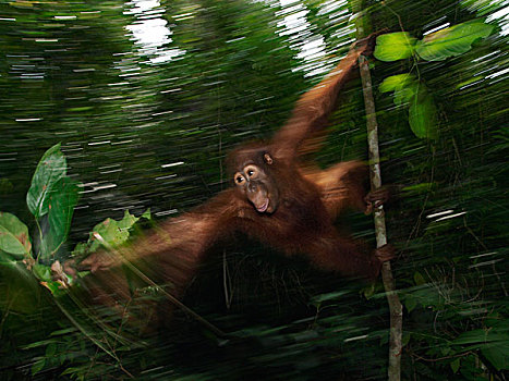 猩猩,黑猩猩,晃动,树,婆罗洲,马来西亚